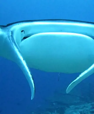 Im Paradies für Grossfisch-Liebhaber tauchen